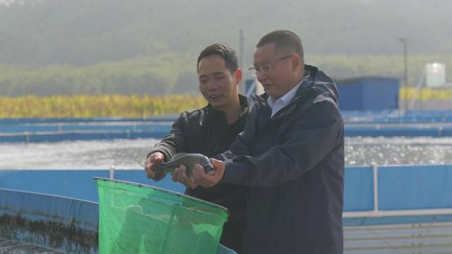 驻华东村第一书记刘显锋正在查看鲈鱼生长情况。受访者供图