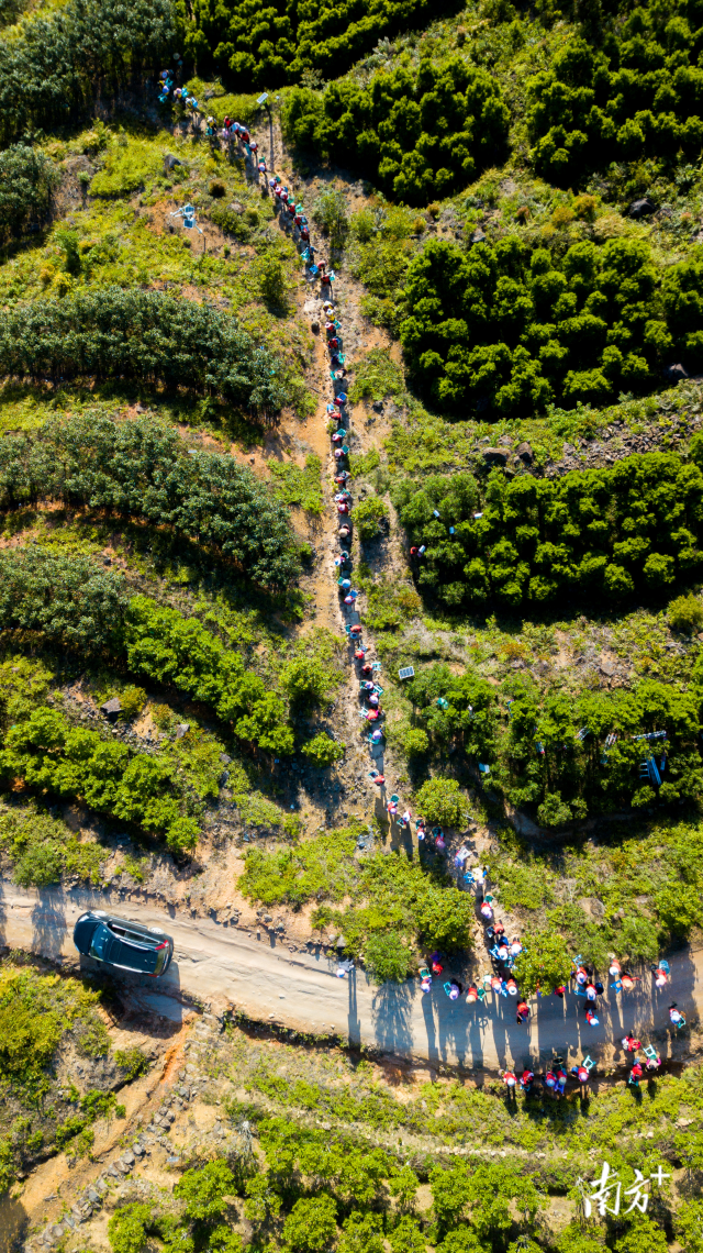 凤凰单丛茶园。吴秒衡摄