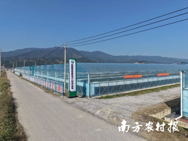 融安县长安镇现代设施农业蔬菜育苗和种植基地。夏志远 摄