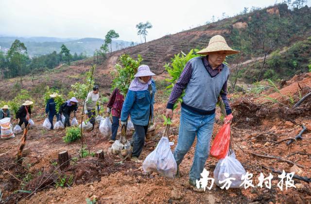 云浮罗定市启动千亩级森林景观大斑块造林项目。