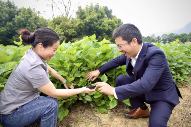 春耕农忙季，邮储银行清远市分行走进清远市英德九龙桑园，实地对接种植户需求，为春耕生产、特色产业发展注入金融动能。