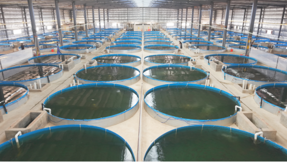 东源县灯塔镇标准化循环水养殖基础设施。