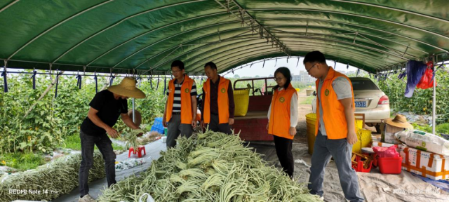 安铺镇覃善沛豇豆种植地现场指导