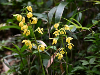 广东首次发现国家一级保护植物大黄花虾脊兰野生种群