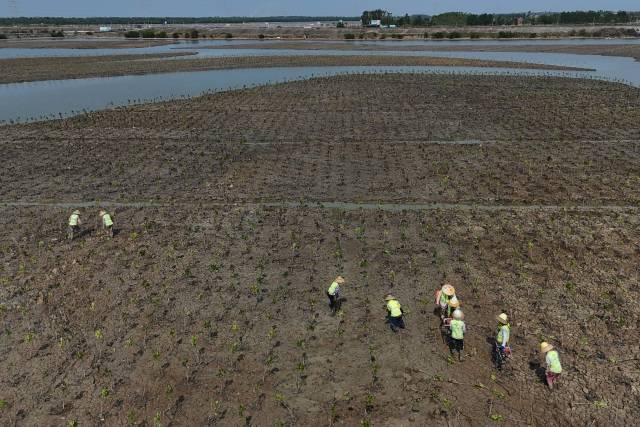 工作人员在湛江红树林保护区金牛岛红树林片区种植红树  