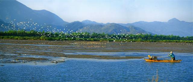 广东新会银湖湾红树林省重要湿地  