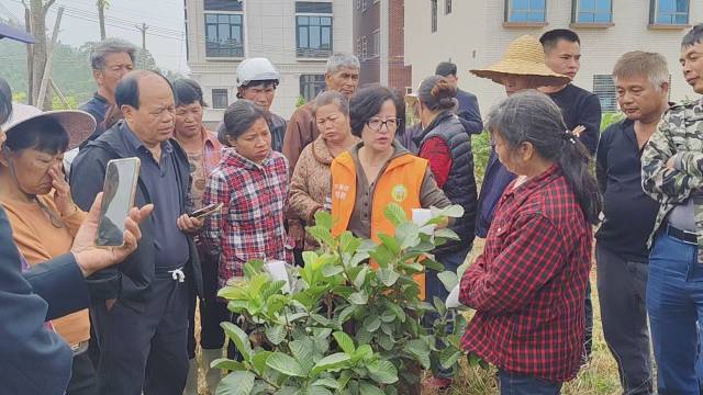 农业科技特派员邵雪花博士为村民讲解番石榴种植技术