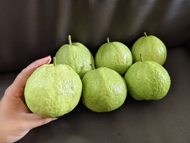 新塘村的番石榴