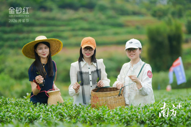 与会嘉宾体验采茶。