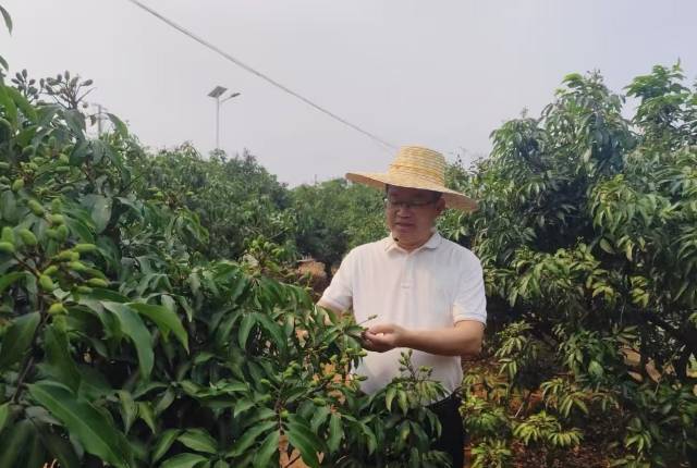 湛江市遂溪县乌塘镇党委书记洪文泽在田间查看遂溪乌塘仙品荔长势