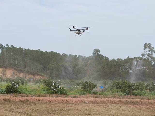 农业无人机在新塘村番石榴基地作业
