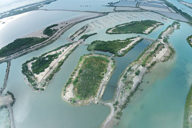 湛江探索“红树林种植-养殖耦合”模式