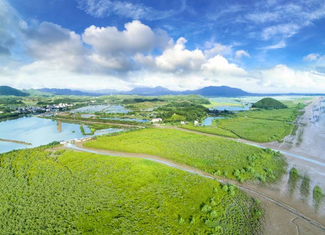广东台山镇海湾红树林  