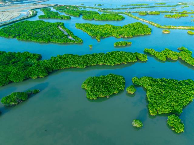 湛江红树林国家级自然保护区