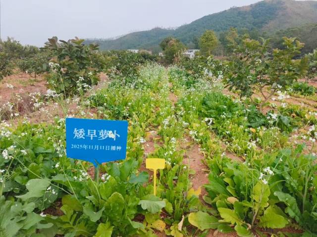 新塘村番石榴基地套种绿肥