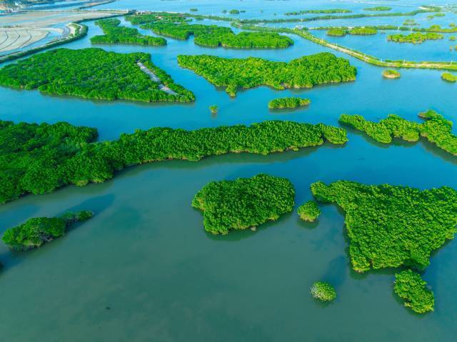 湛江红树林国家级自然保护区