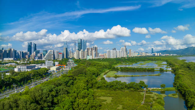 深圳福田红树林保护区 欧鹏 摄  