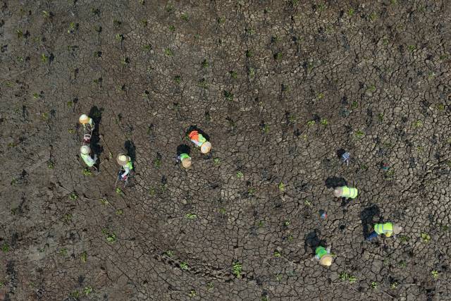 工作人员在湛江红树林保护区金牛岛红树林片区种植红树