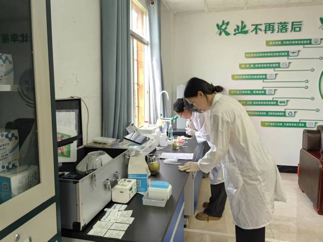 在化州市新安镇新塘村农产品质量安全检测站，2名当地培养的检测员正在对即将出货的番石榴进行检测。