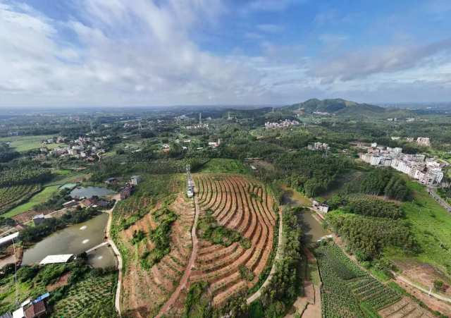 新塘邦富种植专业合作社番石榴基地