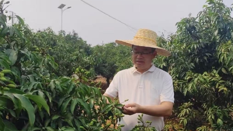 “广货行天下”夏季行动荔枝抢跑：遂溪仙品荔携“AI＋”争跑荔枝营销第一棒