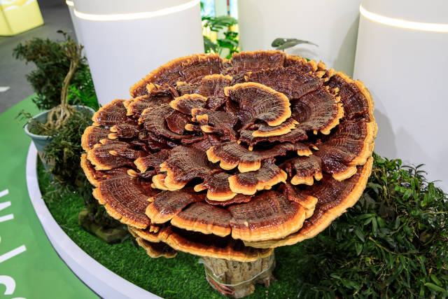 南方农村报 王富迪 拍摄