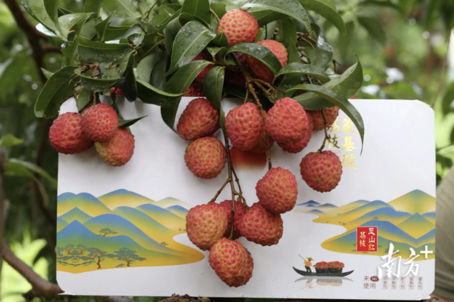 汕尾“凤山红灯笼”荔枝。