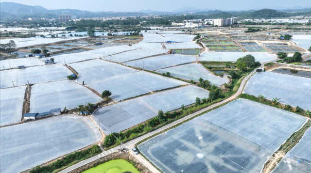 肇庆高要万亩虾塘。资料图