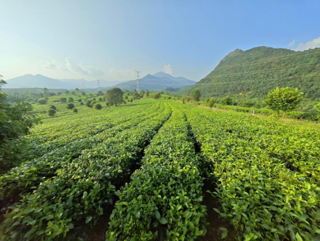 横石塘镇的1.8万亩生态茶园。受访者供图