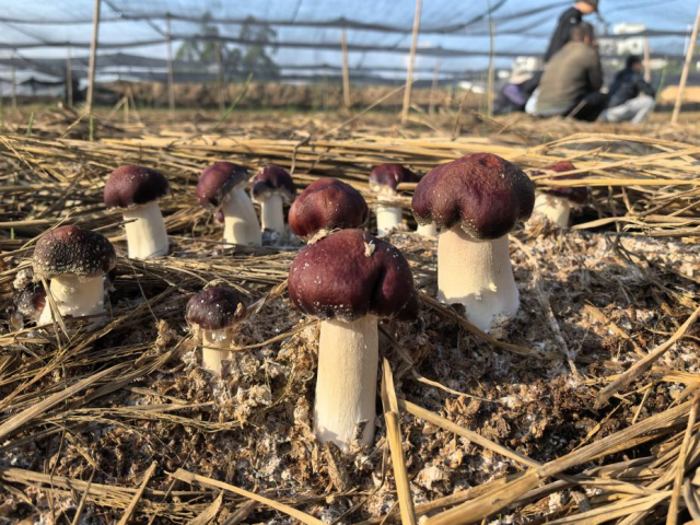 驻悦城镇帮扶工作队大力发展红松茸产业。受访者供图