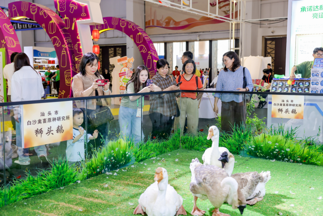 白沙畜禽原种研究所展示的狮头鹅深受观众喜爱。