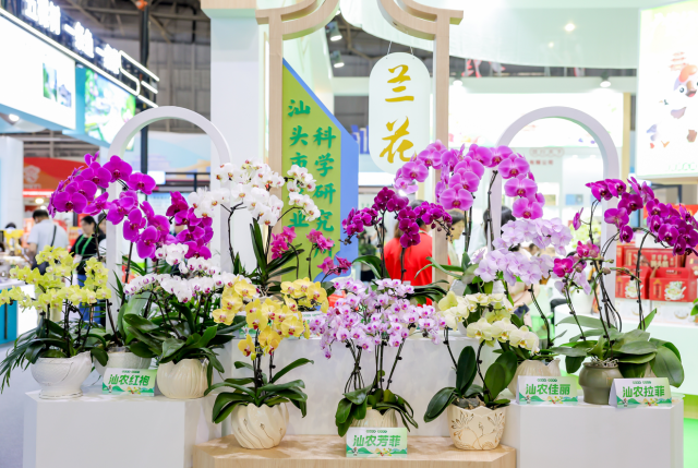 珍稀兰花展示区。