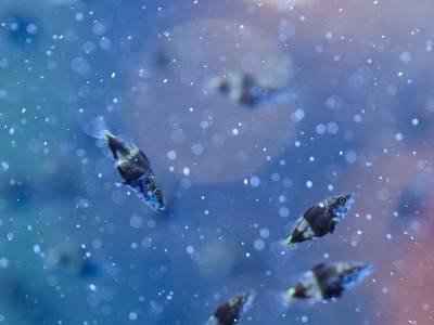 春州时评丨“种业霸主”何去何从，阳春鳜鱼岂甘沦为“上游配角”？