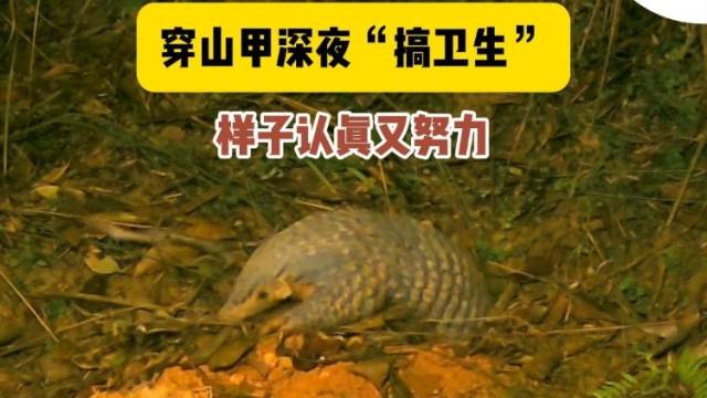 视频｜在惠东宝口乌禽嶂，看中华穿山甲深夜“搞卫生”