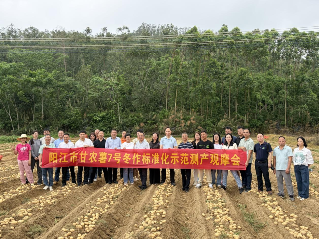 阳江市甘农薯7号冬作标准化示范测产观摩会