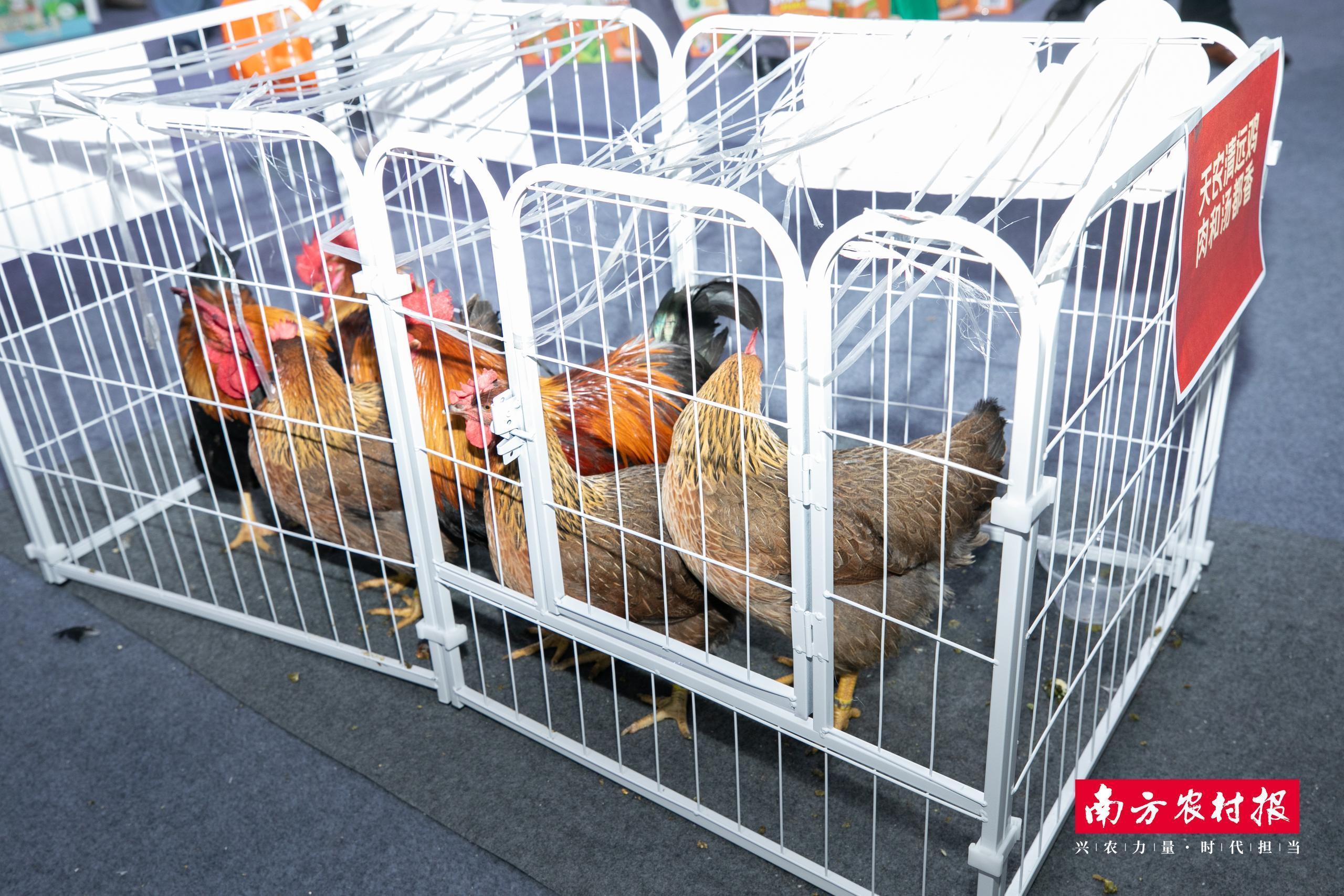 清远跑步鸡现场“跑”给你看！22家企业携清远好食材组团亮相2026三博会