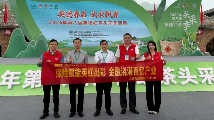 人保财险清远市分公司：为英德红茶产业稳健发展保驾护航