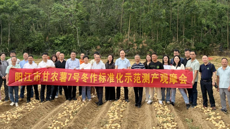 高产亮点引关注！阳江市甘农薯7号冬作标准化示范测产观摩会举办