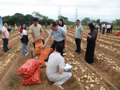 “甘农薯7号”综合表现如何？测产成绩来了