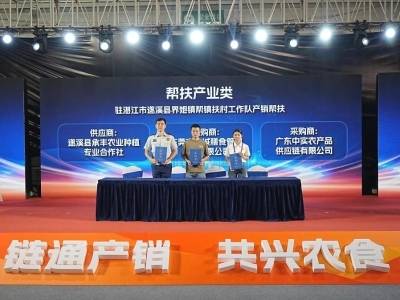 驻镇工作队牵线搭桥，遂溪界炮镇圣女果签下湾区采购大单