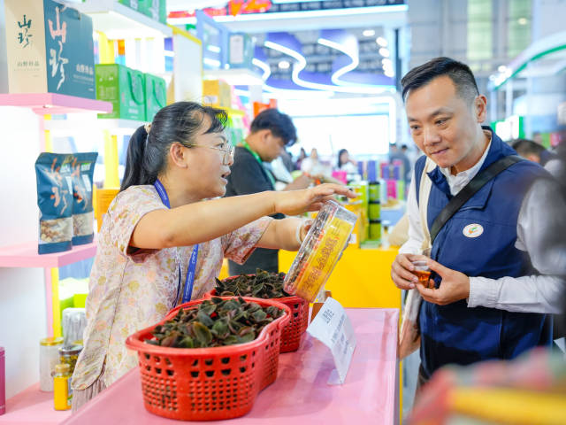 采购商了解仿野生金线莲。  