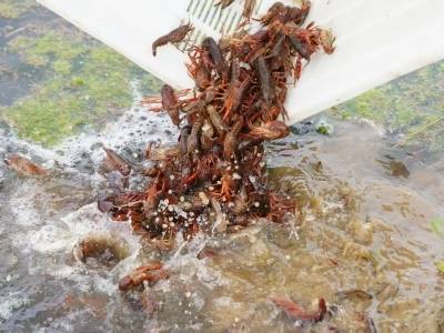 东源柳城170亩基地投苗忙，“五一”前后迎首批成虾上市