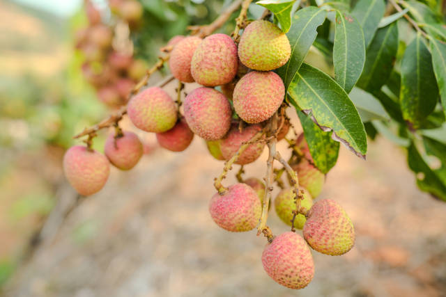 高州的三月红荔枝