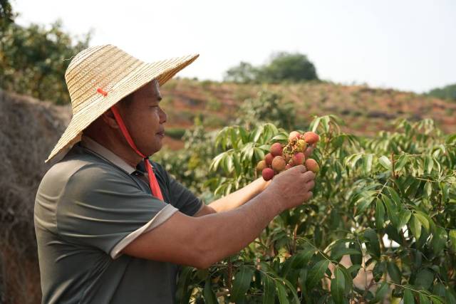 夏孙青在采收三月红荔枝