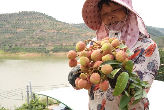 果农在采收三月红荔枝