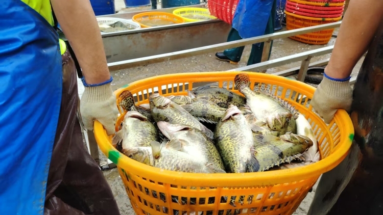桂花鱼成县域经济“新引擎”！ 清远清新以特色水产赋能“百千万工程”