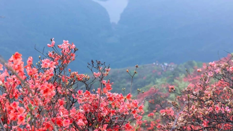南农晨读 | 花开红满山