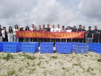 海龟“游”进村！首个乡村振兴海龟科研科普基地落户惠东铁涌
