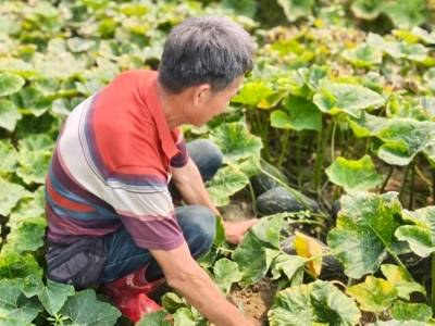 破解“丰收愁”！阳东新洲镇3天助农销售香芋南瓜超万斤