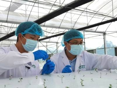 零的突破！广东马铃薯脱毒原种首次规模化扩繁